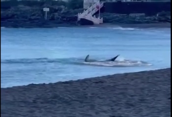 Tiburón avistado en la playa