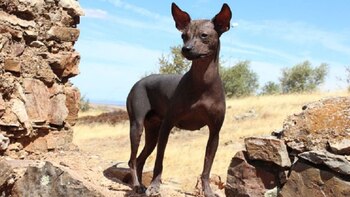 La raza del Perro sin