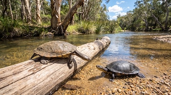 Dos tortugas, un tronco de madera en el agua, la orilla de un río con guijarros, y árboles frondosos bajo un cielo azul con nubes.