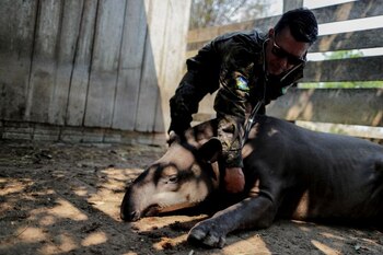 Foto de archivo del veterinario