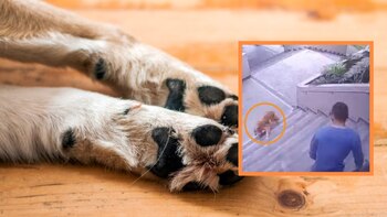 El hombre señaló al perro