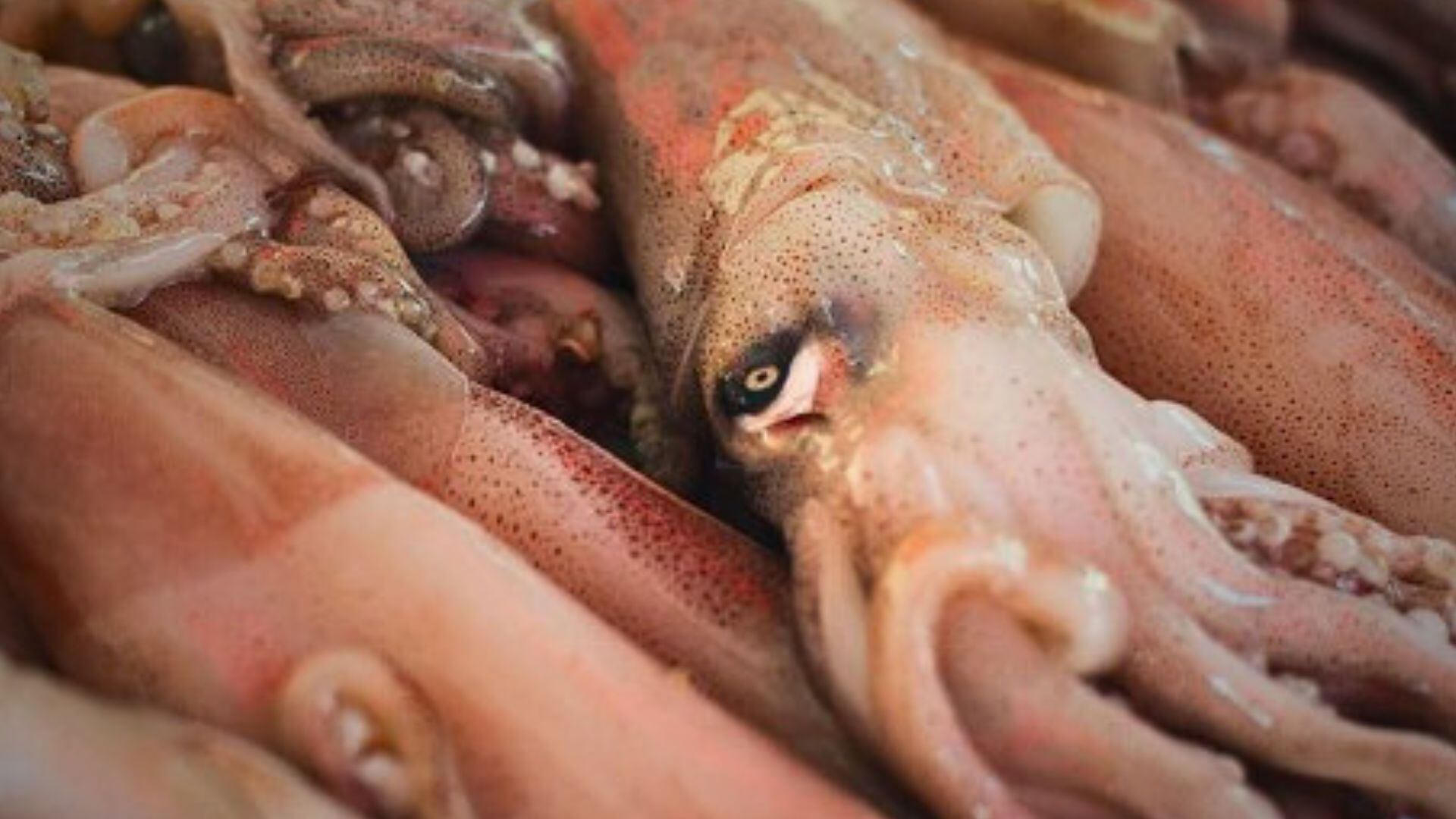 El calamar gigante representa el segundo recurso hidrobiológico más importante del Perú y aporta el 40% de las exportaciones nacionales de productos congelados.