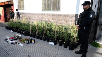 Desmantelaron un laboratorio de cultivo de marihuana en Nueva Pompeya: los antecedentes de los dos propietarios