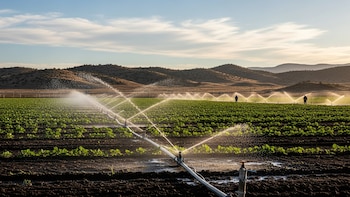 Un estudio identificó que regar con agua reutilizada no genera riesgos en los alimentos y los suelos
