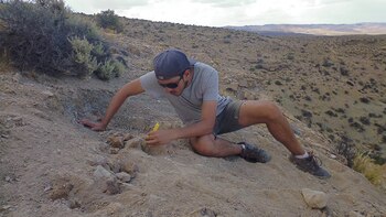 Investigadores del CONICET usaron tomografía