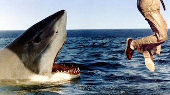 'El último tiburón', de Enzo