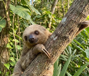 Primer plano de un perezoso de color marrón claro aferrándose a un tronco de árbol grueso, con sus largas garras visibles. El fondo es un bosque verde y frondoso