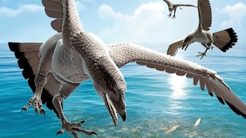Identificaron en Australia una nueva especie de ave que habitó el planeta hace 105 millones de años