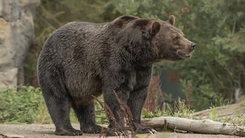 Las peleas de osos con perros ya eran un espectáculo popular en la Inglaterra del siglo XII, según un estudio