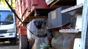 Drago, el perro policía que fue clave en la importante incautación de droga