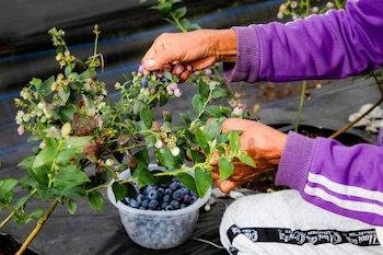 La falta de experiencia, las