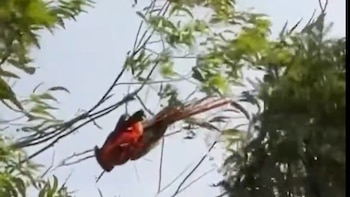 Más de una hora duró el operativo para rescatar una guacamaya que quedó colgando de un árbol en Medellín: hasta el alcalde se pronunció