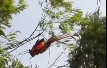 Heroico rescate: guacamaya que duró horas atrapada con una cabuya en un árbol logró ser salvada en Medellín - crédito @FicoGutierrez/X