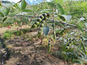 El guandú se posiciona como