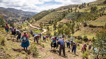 Un grupo de personas utiliza picos y palas para trabajar la tierra en una ladera montañosa junto a un camino rural.