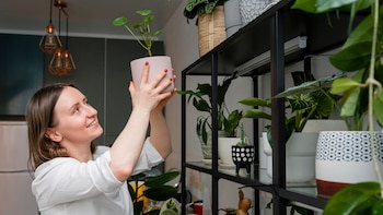 La huerta vertical contribuye a