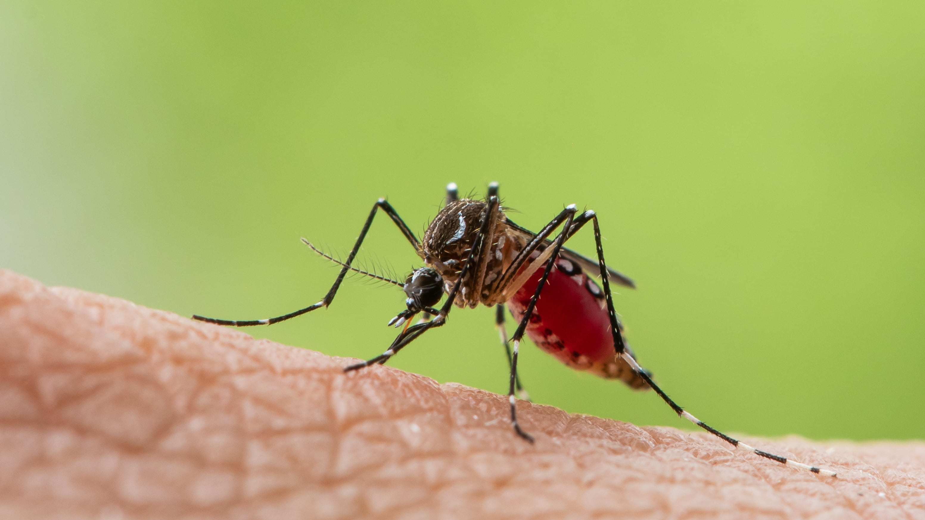 El Ministerio de Salud de Córdoba confirmó casos importados de dengue y chikungunya en adultos con antecedentes de viaje (AdobeStock)