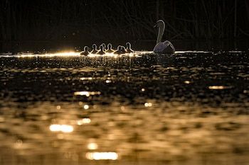 Los campeones de la monogamia