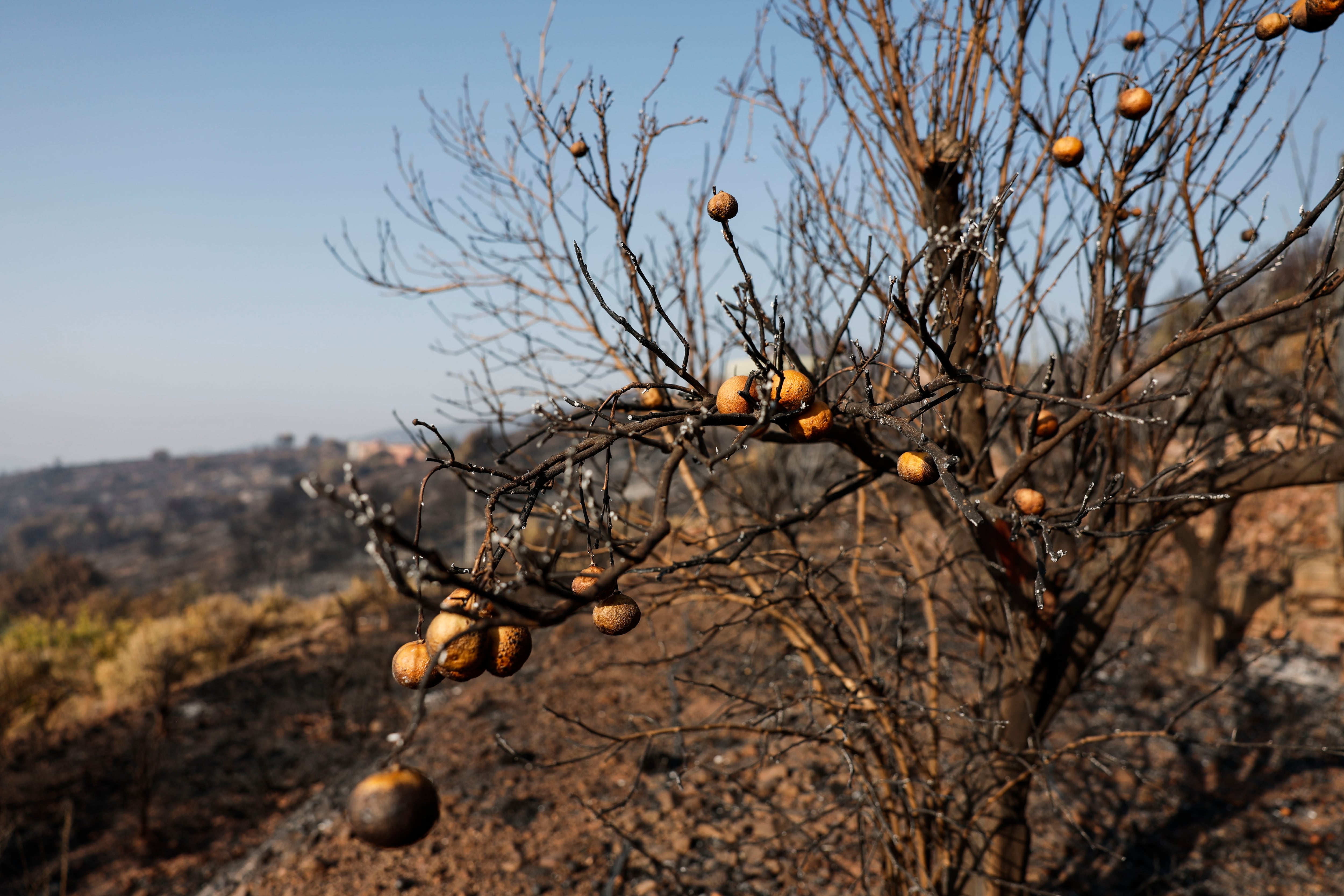 El envejecimiento del campo y el abandono de tierras elevan el riesgo de incendios en la España rural, según el sector - EFE/Manuel Bruque