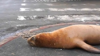 Un lobo marino de pelaje marrón rojizo yace sobre una superficie de pavimento oscuro con manchas blancas y una línea roja