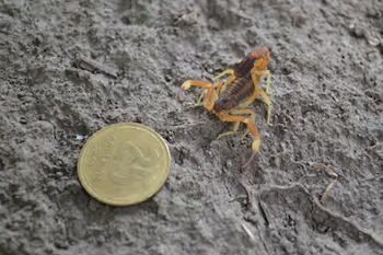 Cuando existe envenenamiento generalizado, también