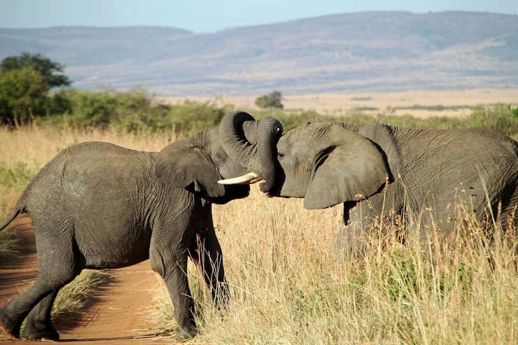 Los investigadores registraron 844 conductas en más de 90 horas de grabaciones en dos parques nacionales de Sudáfrica (Magnific)