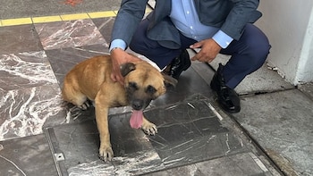 Un perrito fue rescatado de