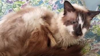 Sam regresó a su hogar