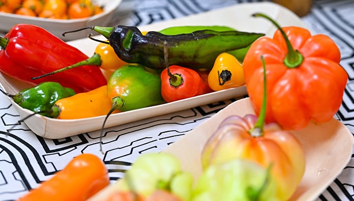 Entre las especies de ají domesticadas se encuentra el ají amarillo (Capsicum baccatum), cuyo pariente silvestre más cercano es el marate, una especie nativa de la Amazonía cusqueña. Foto: Gobierno del Perú
