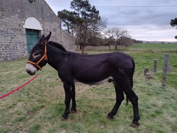 Uno de los burros adquiridos