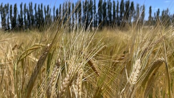 Cultivo de cebada