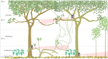 Diagrama de varios árboles con una escala de 0 a 30 metros que muestra cuatro cámaras trampa en distintas capas del bosque