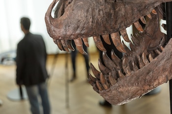 Un estudio sobre el Tyrannosaurus rex reveló que sus crías nacían con menos de 2,3 kilogramos y un tamaño comparable al de un gato doméstico./Archivo REUTERS/Denis Balibouse