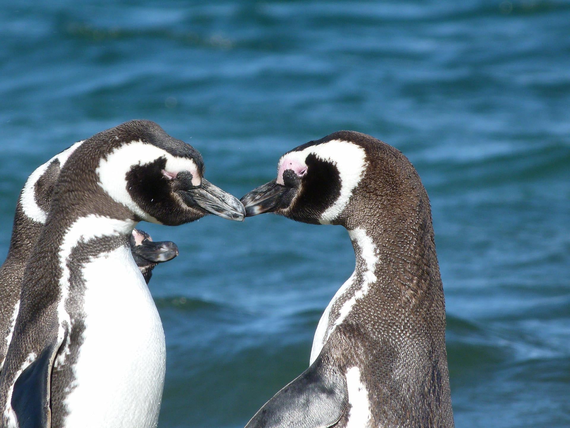 Los PFAS, conocidos como químicos eternos, se detectaron en la costa de Chubut, en la Patagonia argentina, donde anidan pingüinos de Magallanes (Marcela Uhart, UC Davis)