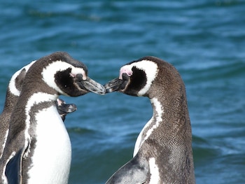 Primer plano de dos pingüinos de Magallanes de perfil, con plumaje blanco y negro, tocando sus picos suavemente frente a un mar azul oscuro