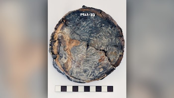 El análisis de cinco vértebras