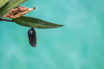 El hallazgo demuestra que doublesex