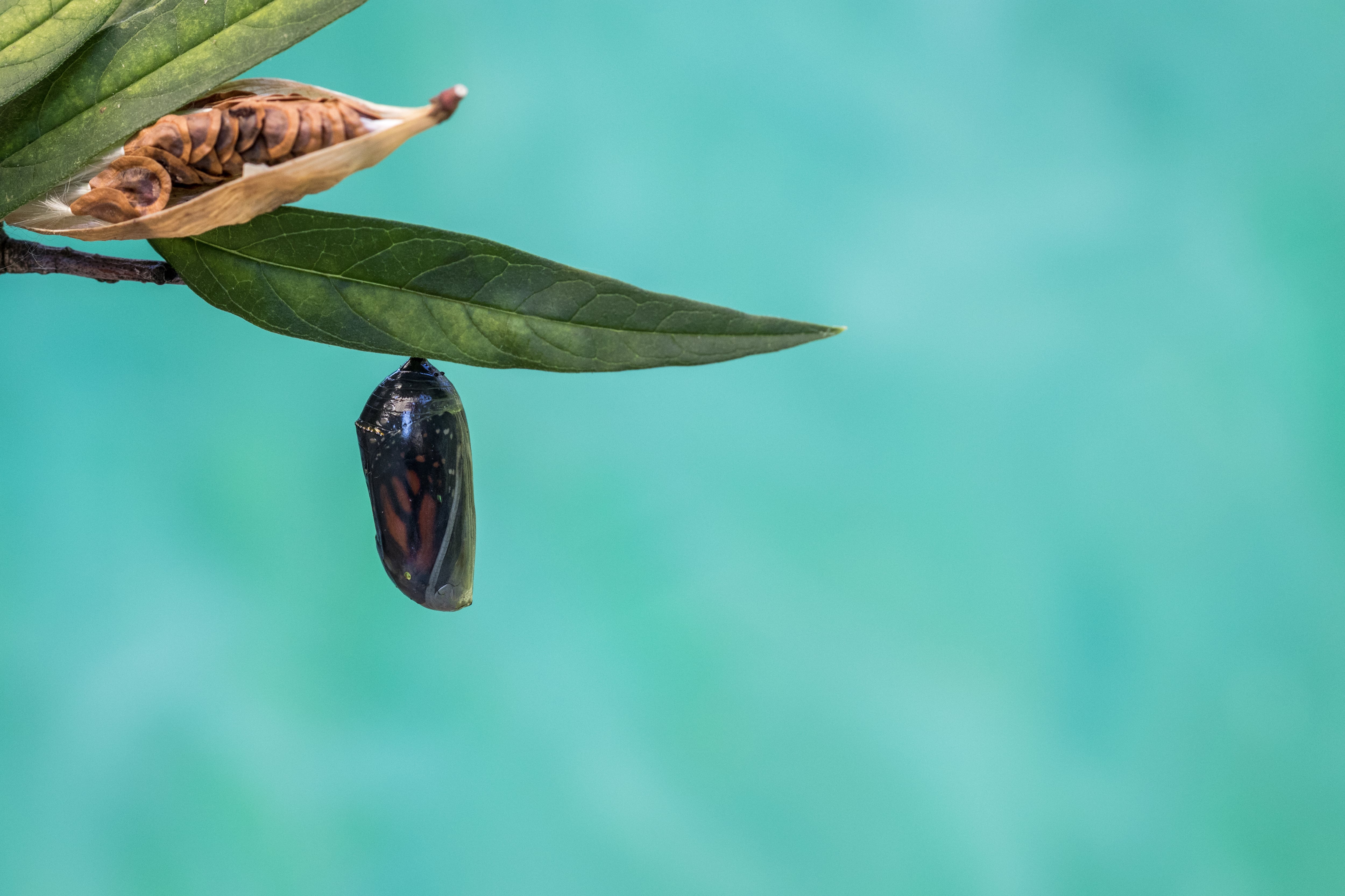 En el contexto regional se han desarrollado modelos de exportación de pupas de mariposa desde hace décadas. (Freepik)