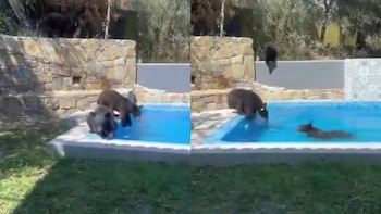 Una familia de osos fue
