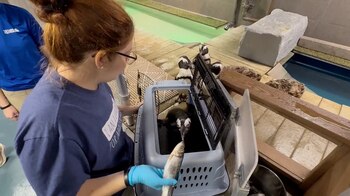 El Acuario de Florida traslada