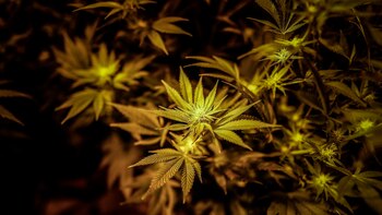 Cannabis medicinal en la Argentina: