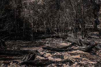 Arribarán a Esquel 45 brigadistas