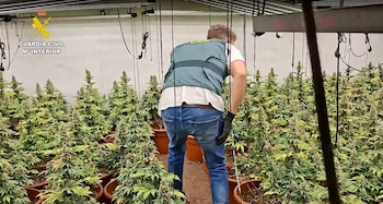 Una plantación de marihuana decomisada en el interior de una vivienda en Castellón este mes de junio (Foto: Guardia Civil)