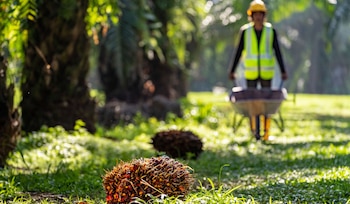 La RSPO advirtió que las regulaciones y los estándares de sostenibilidad resultan más difíciles de cumplir para los pequeños productores por falta de financiamiento.