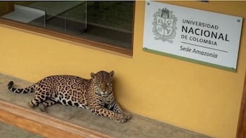 Fuga del jaguar en Leticia: Corpoamazonia reveló hipótesis del escape del felino y activó protocolo de emergencia