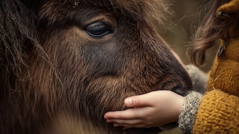 Conocido por su temperamento equilibrado,