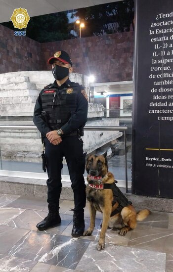 BINOMIOS CANINOS PERROS CDMX