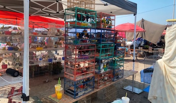 Los ejemplares rescatados permanecen bajo