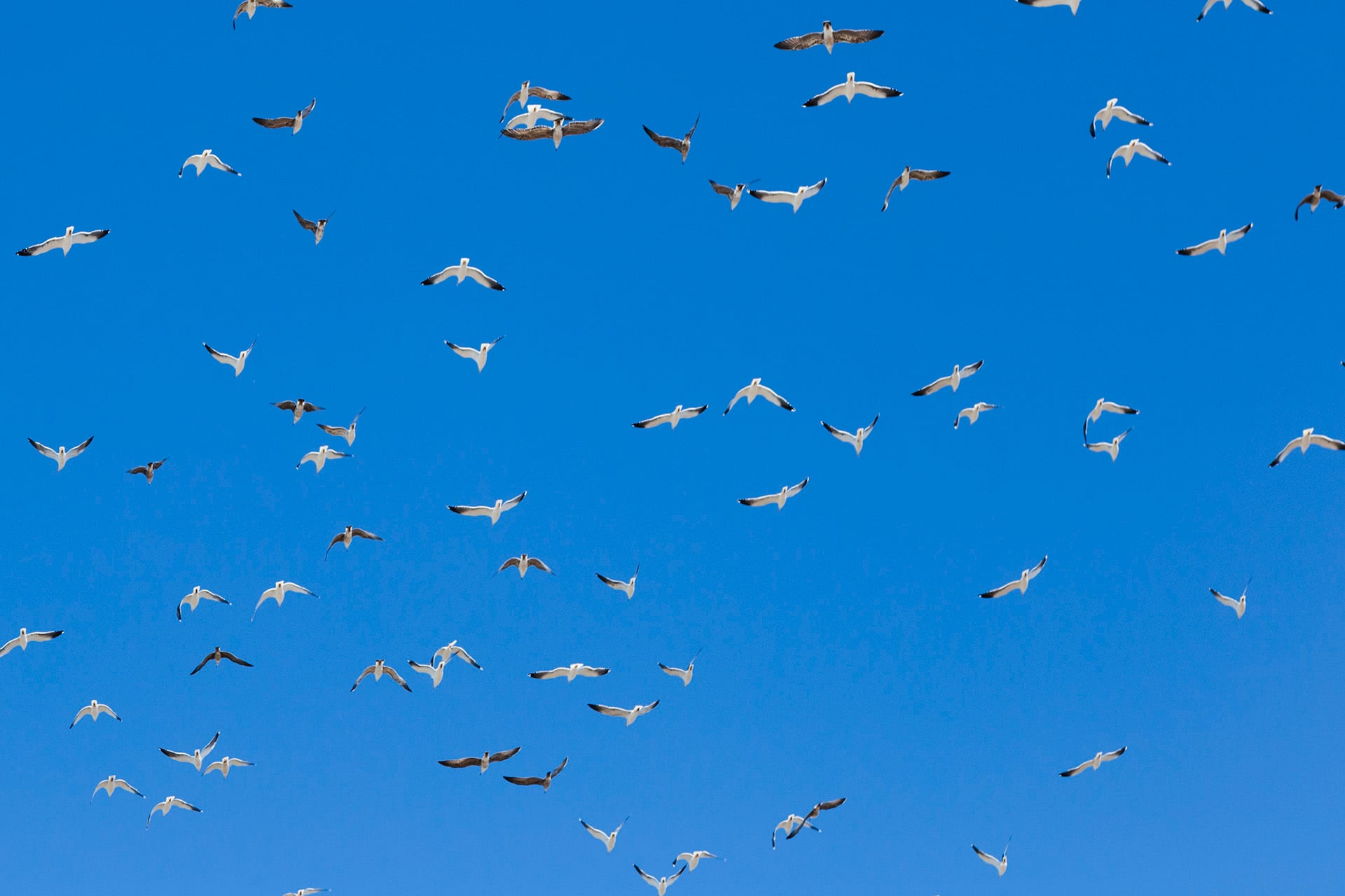 El científico Lucas Leveau estudió bandadas urbanas y publicó los hallazgos en la revista Birds. Freepik