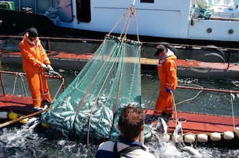 Desde una mirada de cadenas
